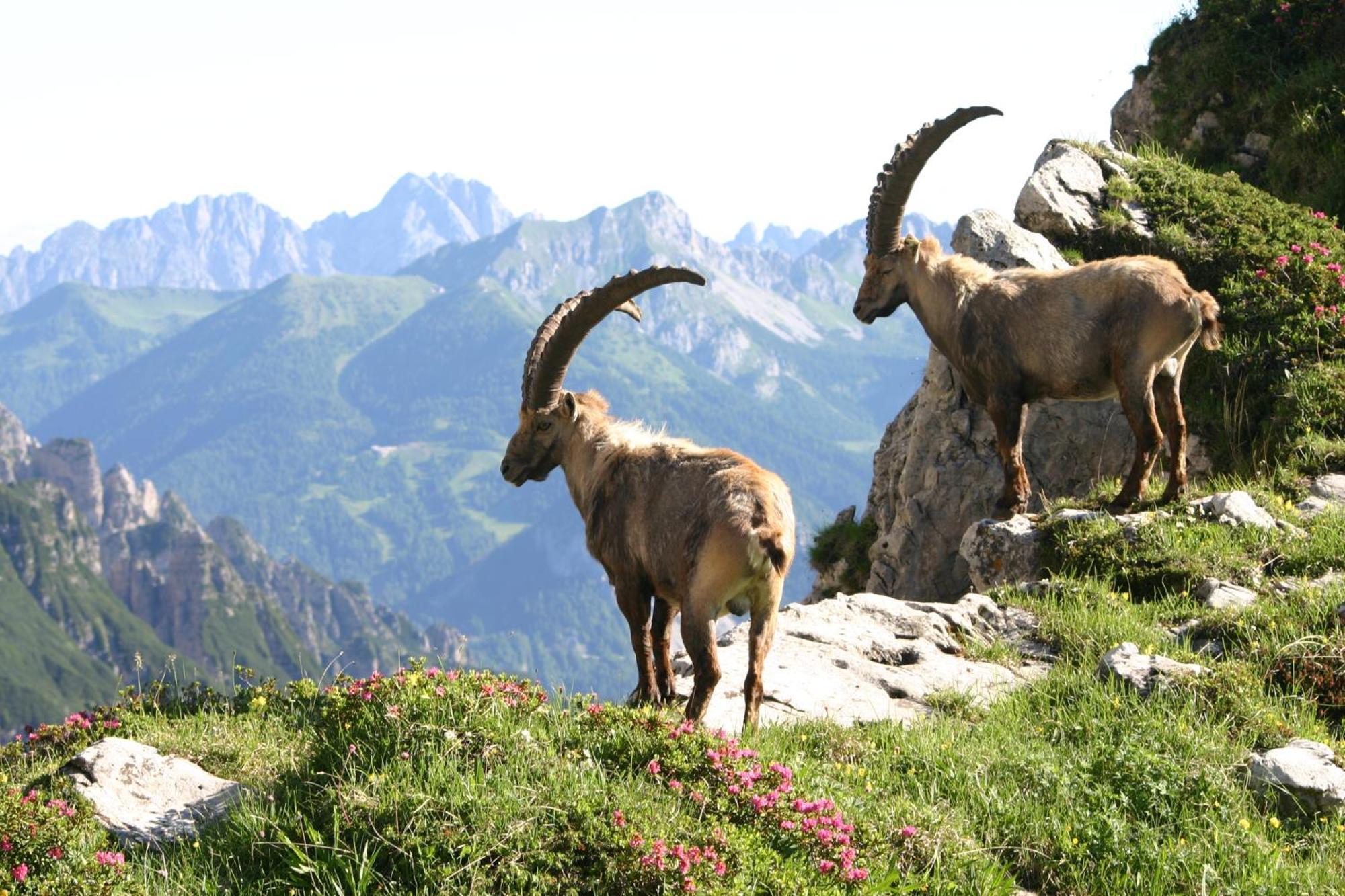 Hotel Davost Forni di Sopra Exterior foto